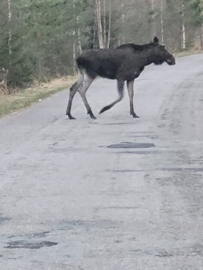 Лось в движении