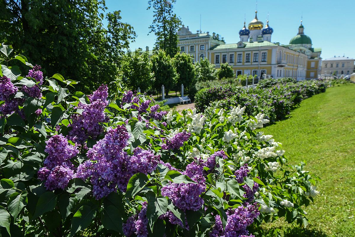 Екатерининский парк сирень