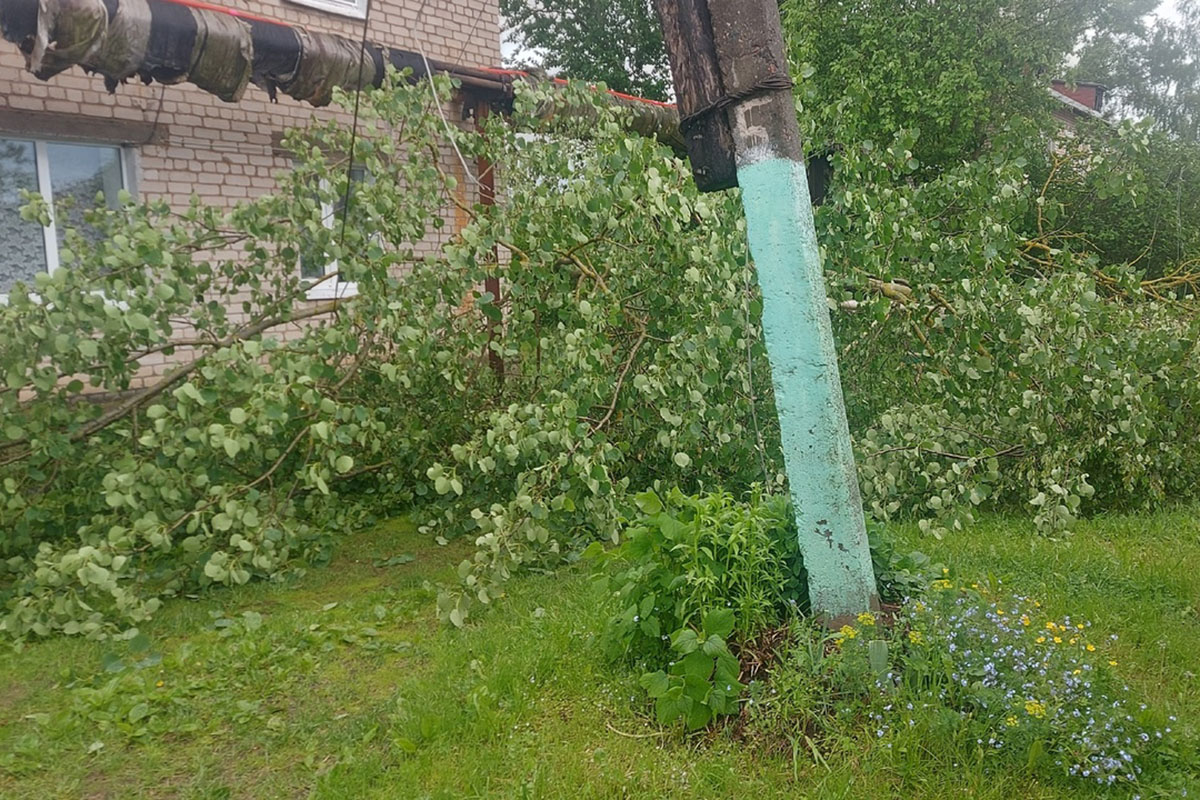 Ураган в твери сегодня. Сильный ветер. Дерево упало на провода. Ураган.